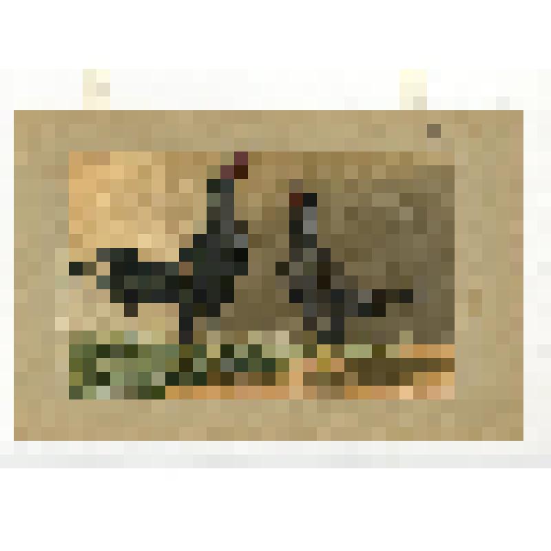 Породы кур. 39. Индийские (Корнваллийские) бойцовые (Indian [Cornish] game). Литография цветная
