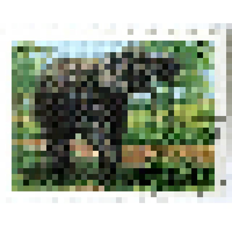 Марка  почтовая  художественная  (коммеморативная) государственной почты Социалистической Республики Вьетнам номиналом номиналом 3 донга с изображением слона (боковое изображение с поворотом вправо), из серии «Фауна. Дикие животные. Слоны». 1986 г