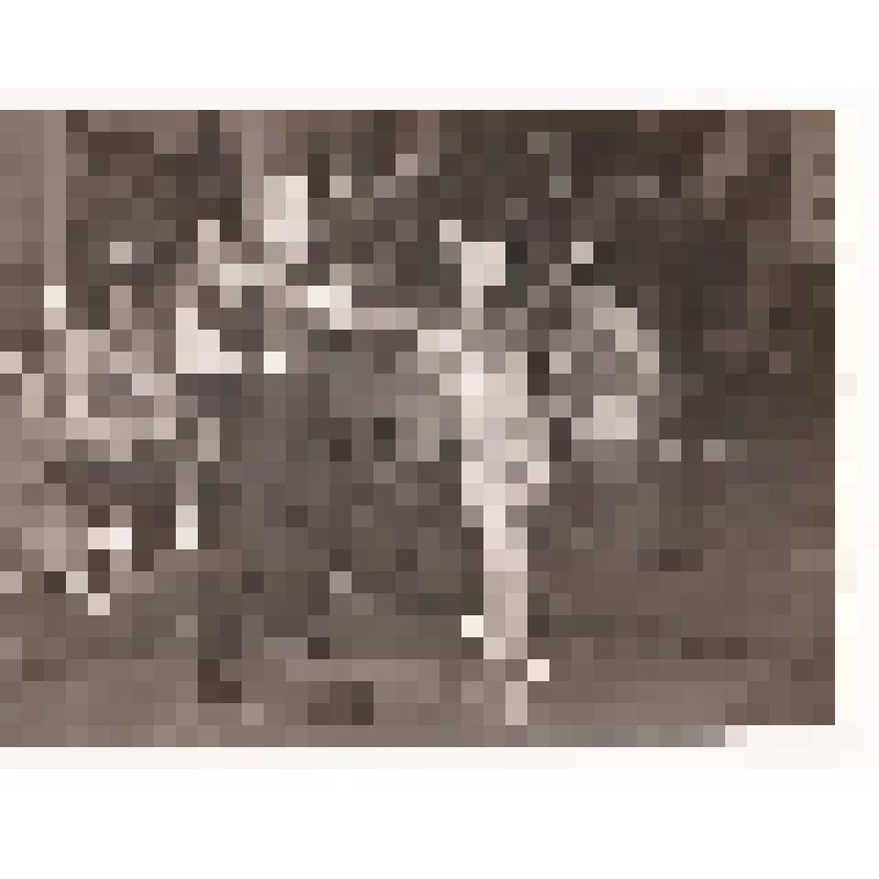 Фотография. Ансамбль бального танца «Звездопад»