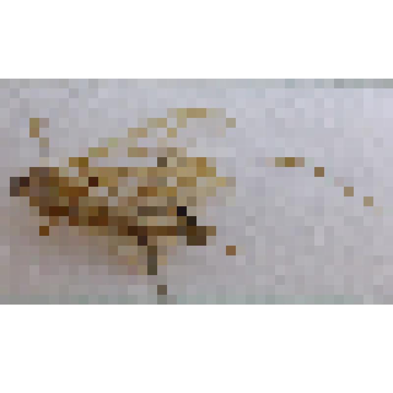 Класс: Насекомые (Insecta), Отряд: Двукрылые (Diptera, Linnaeus, 1758), Семейство: Педицииды (Pediciidae), Род: Педиция (Pedicia, Linnaeus, 1758) "Педиция ручьевая (Pedicia rivosa, Linnaeus, 1758)"