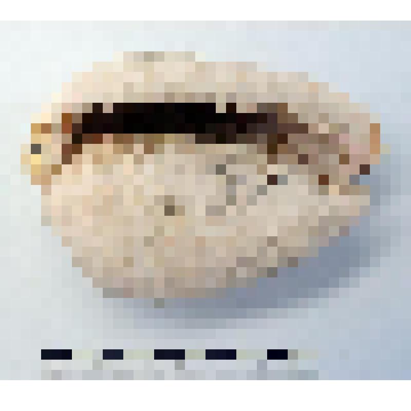 Раковина моллюска (Cypraea tigris)