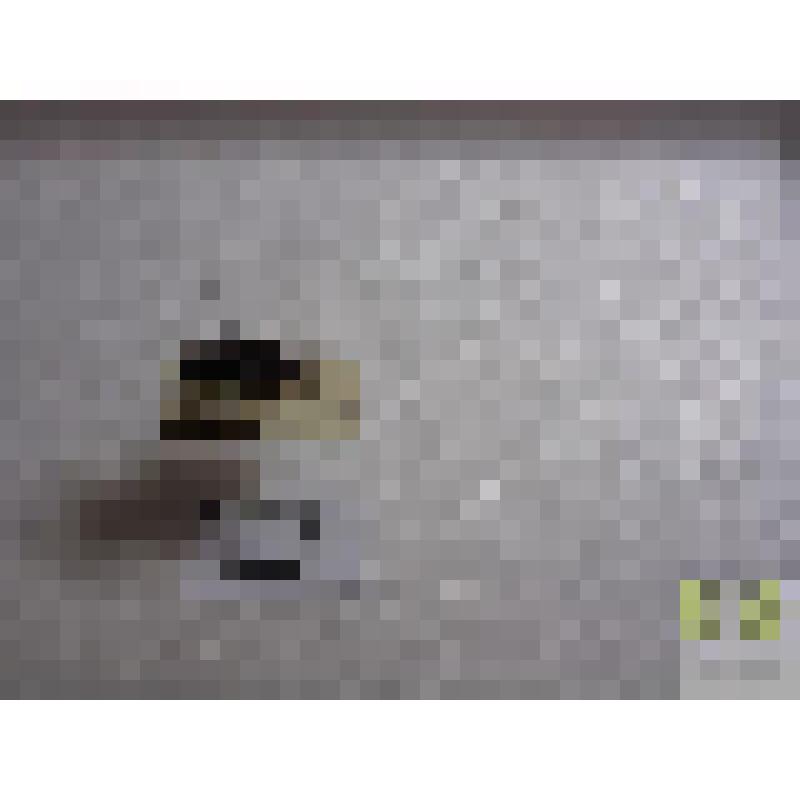 Бегун серый (Pseudoophonus griseus Pz.)