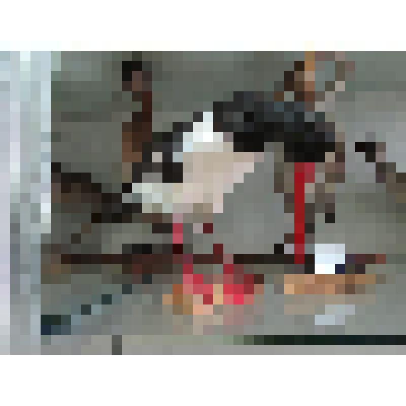 Кулик-сорока