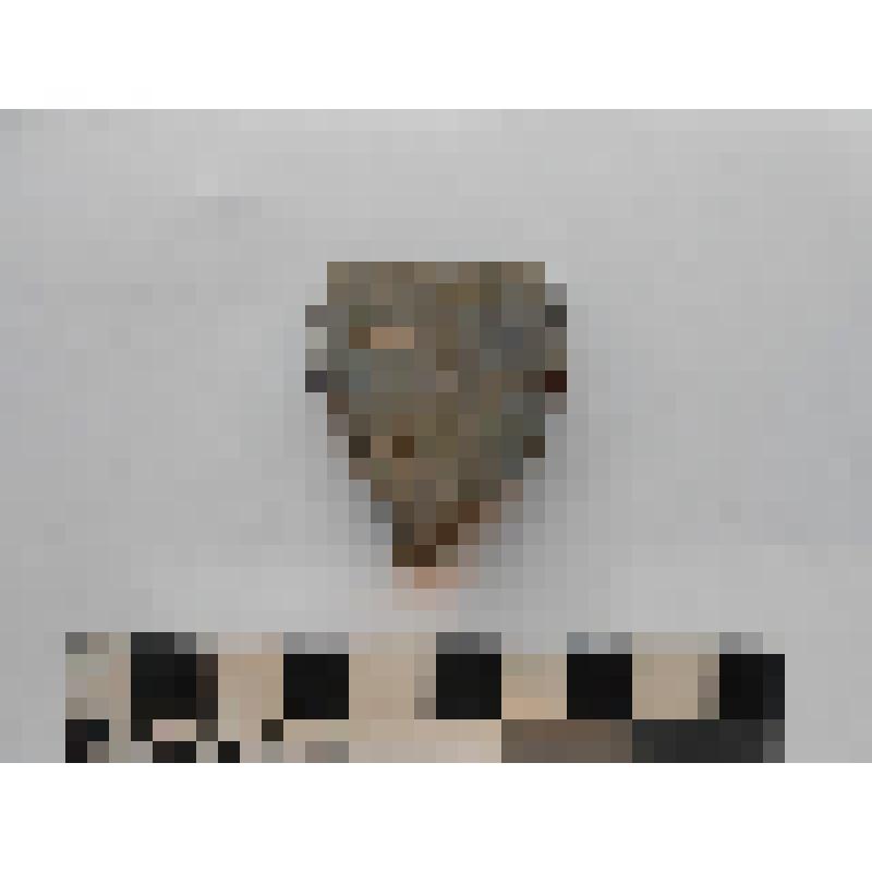 Археология. Фрагмент венчика сосуда, орнаментированный двумя рядами тонких, горизонтальных, скобовидных вдавлений. Верхний край венчика прямой