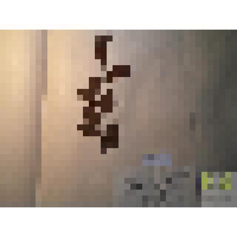 Ива ушастая (Salix aurita)