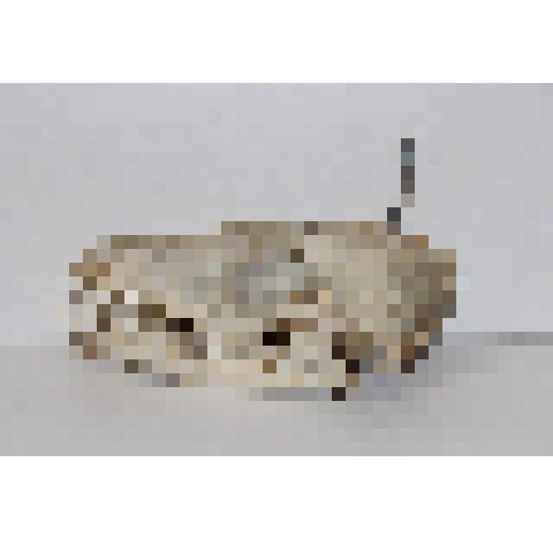 Череп. Лисица обыкновенная