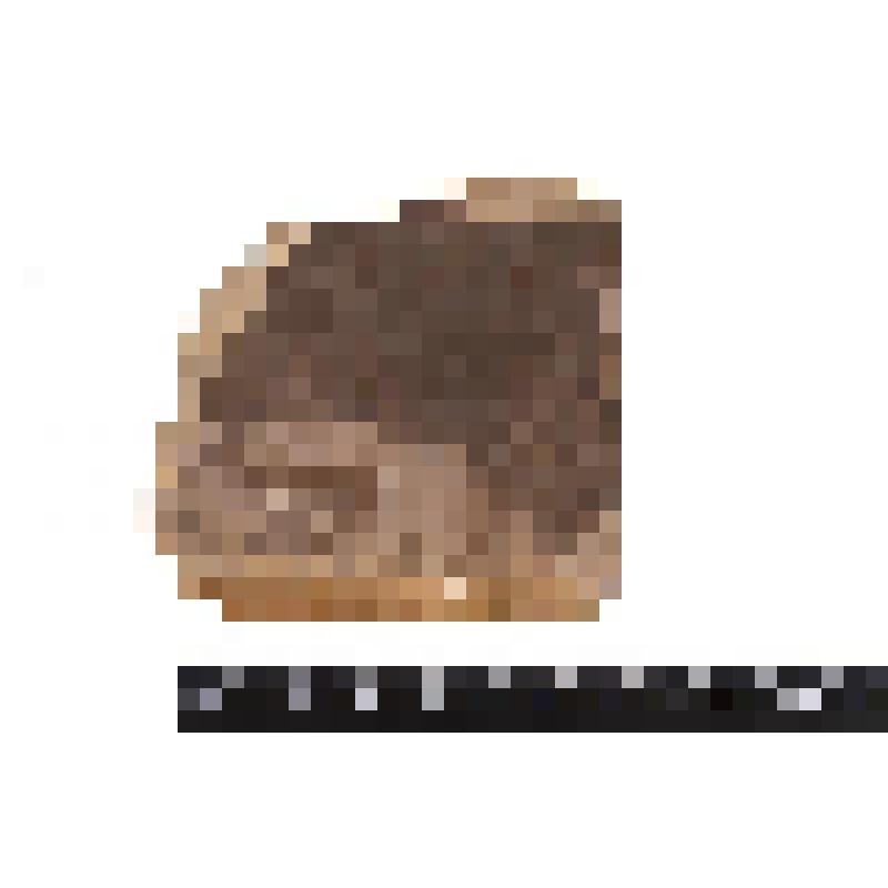 Головоногий моллюск. Cephalopoda. Порода с окаменелостями