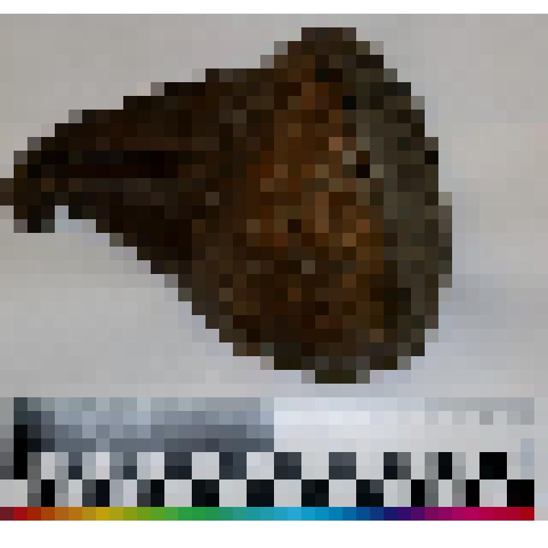 Зуб мамонта