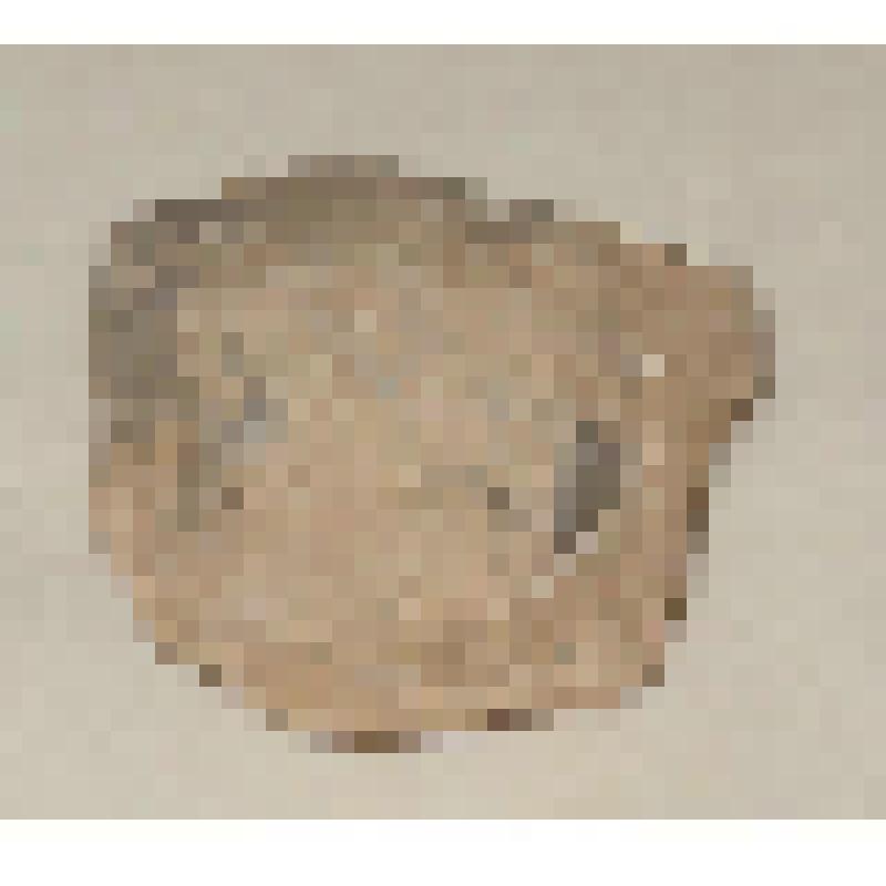 Ископаемое. Окаменелость (из коллекции ископаемых образцов, найденных в сланцевых шахтах ЛПО "Ленинградсланец")