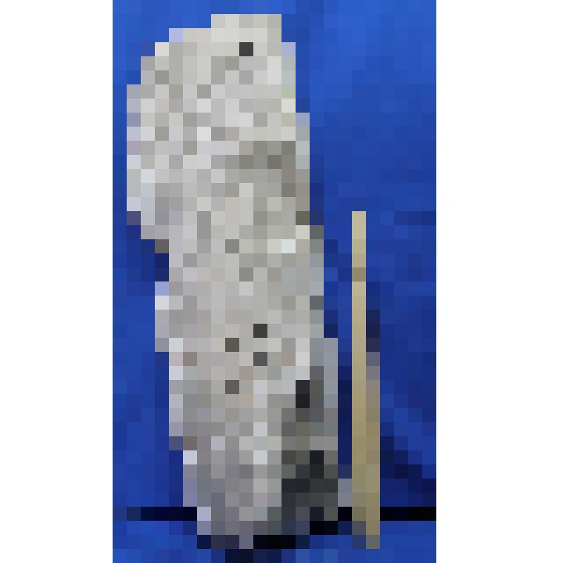 Плита с изображением креста и греческими надписями (фрагмент)