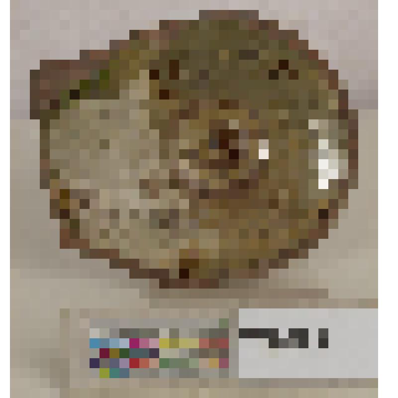 Донце большой сероглиняной (?) чаши (или блюда)