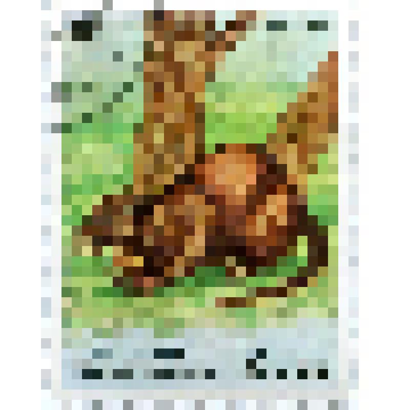 Марка почтовая. Грызун кистехвостая хутия (Capromys melanurus). Номинал 10 кубинских сентаво