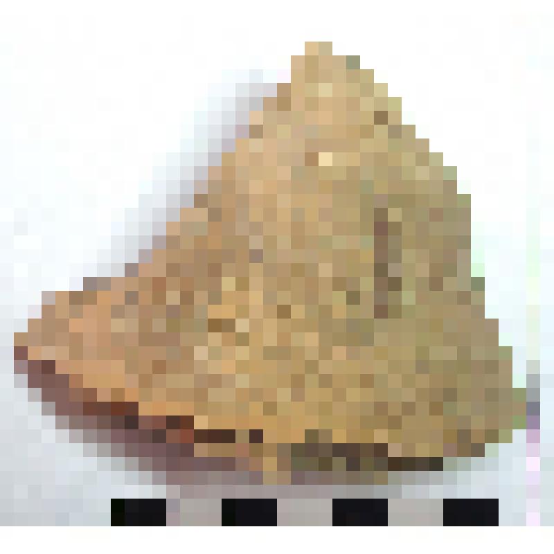 Фрагмент нижней части горла амфоры типа D с дипинти