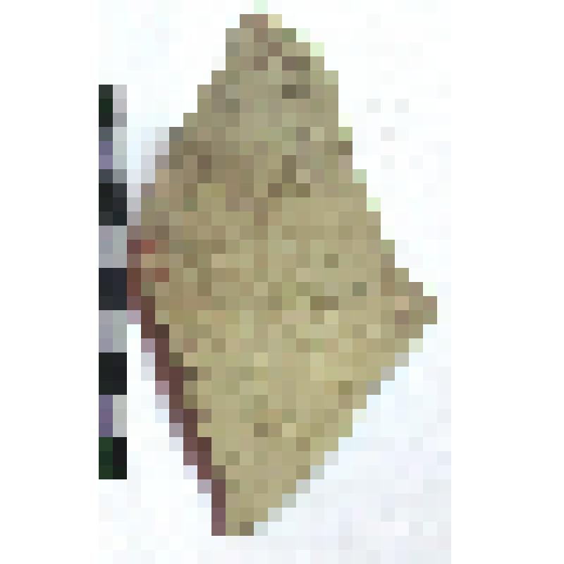 Фрагмент нижней части горла амфоры типа D с дипинто