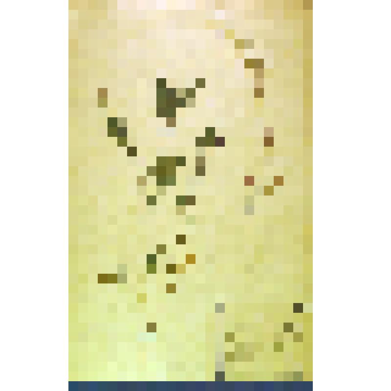 Лист гербарный. Жерушник болотный (Roripa palustris)