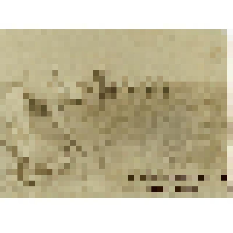 Фотография. Затравливание сусликов цианоплавом