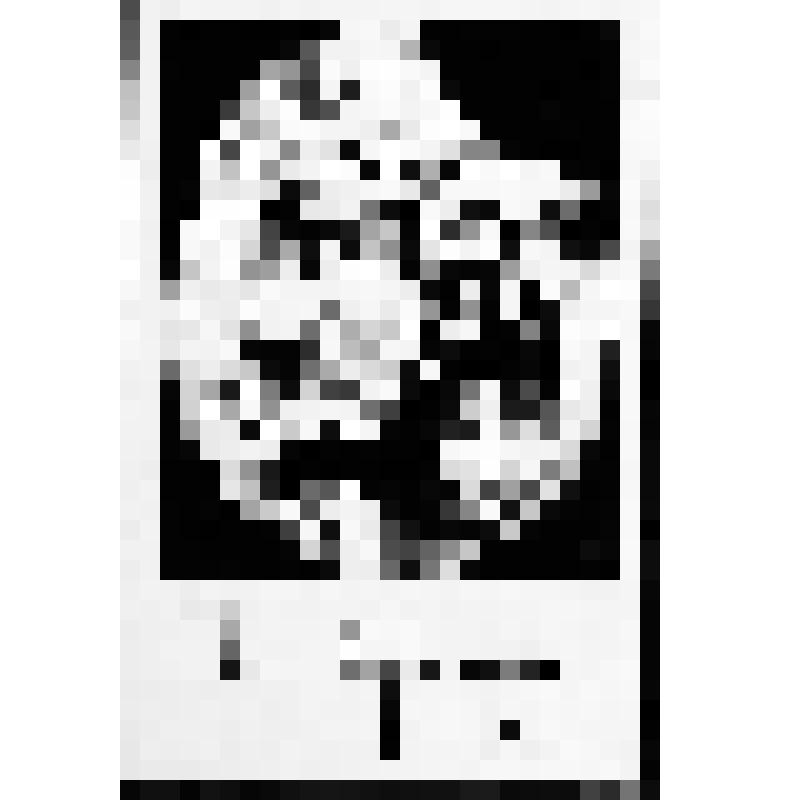 Портрет Шота Руставели