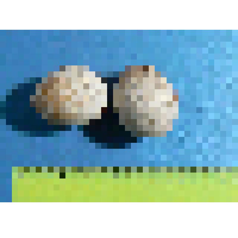 Кладка зимняка из 2 яиц с частью материала гнезда. Buteo lagopus (Pont.)