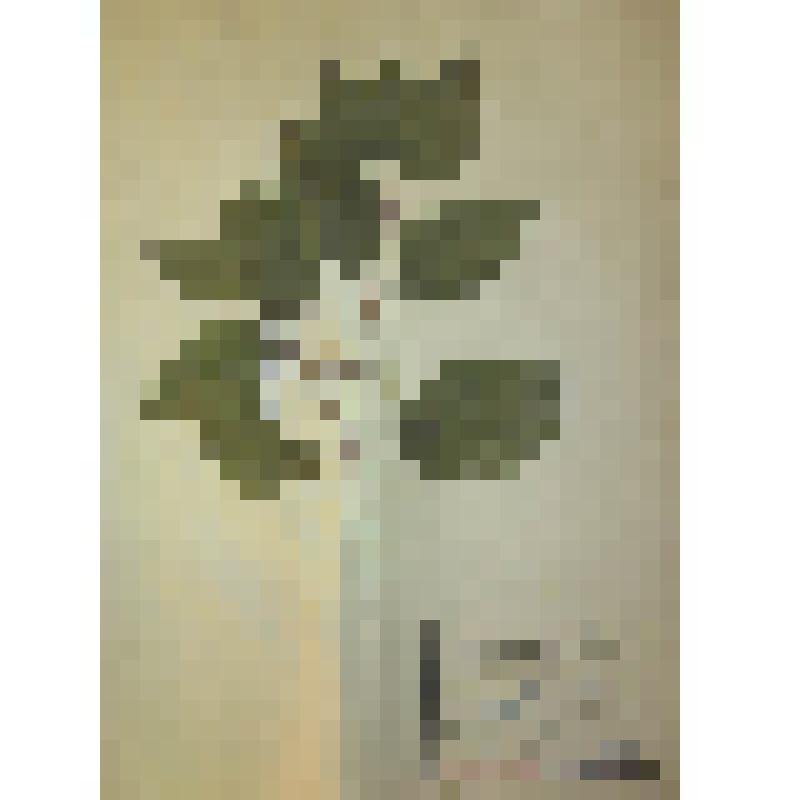 Дёрен южный Cornus