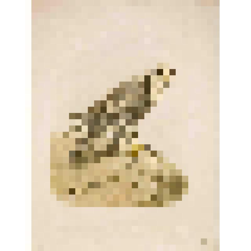 Лапландский Кречет. Гравюра