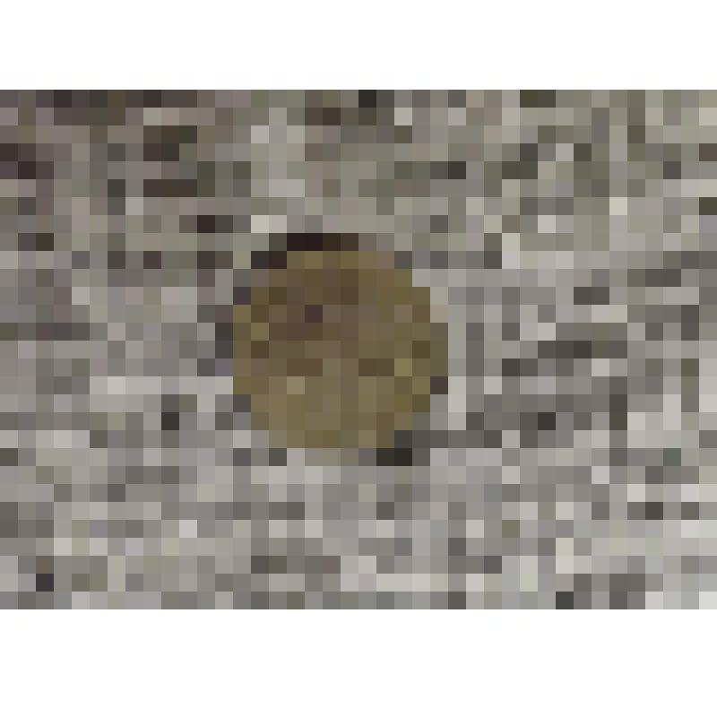 Монета. Две копейки