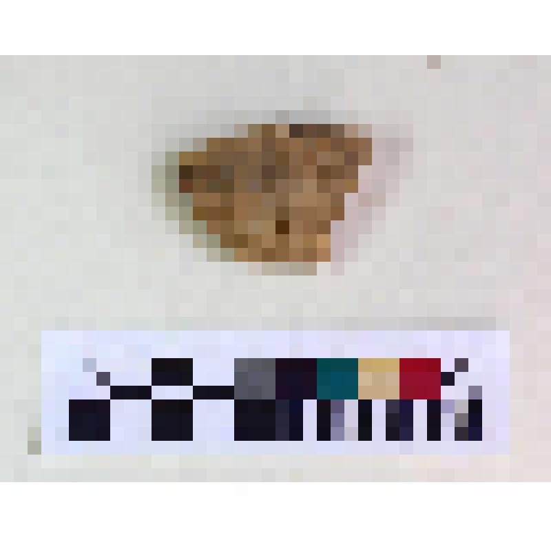 Фрагмент плеча амфоры типа D с дипинти