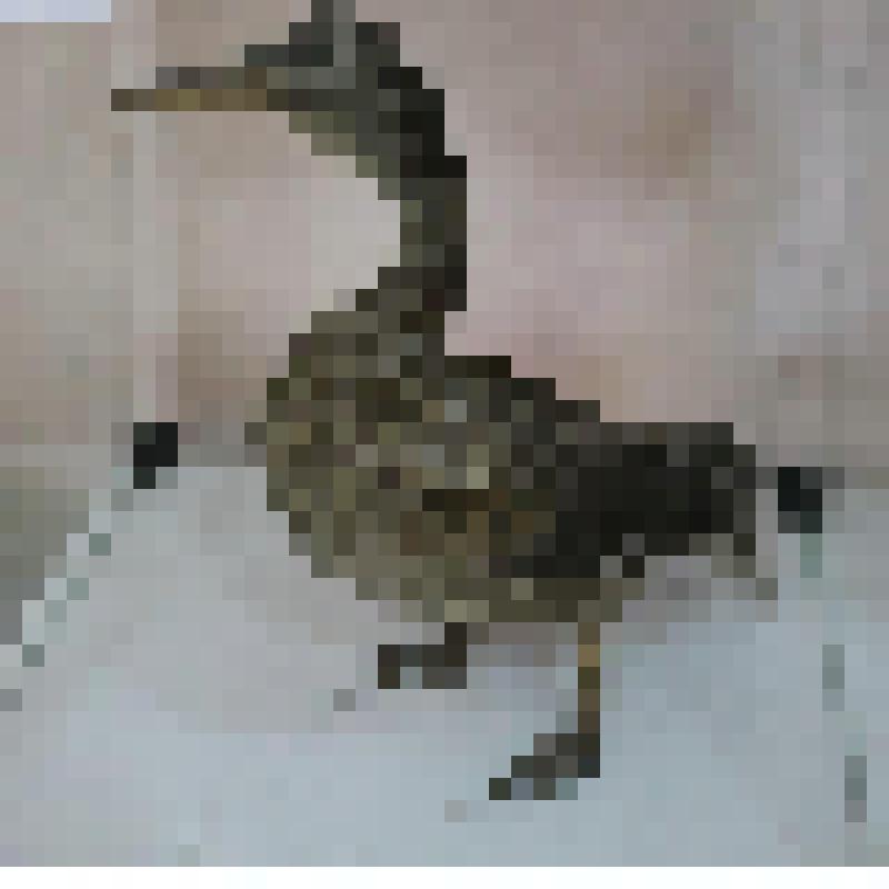 Чучело утки "Кряква"