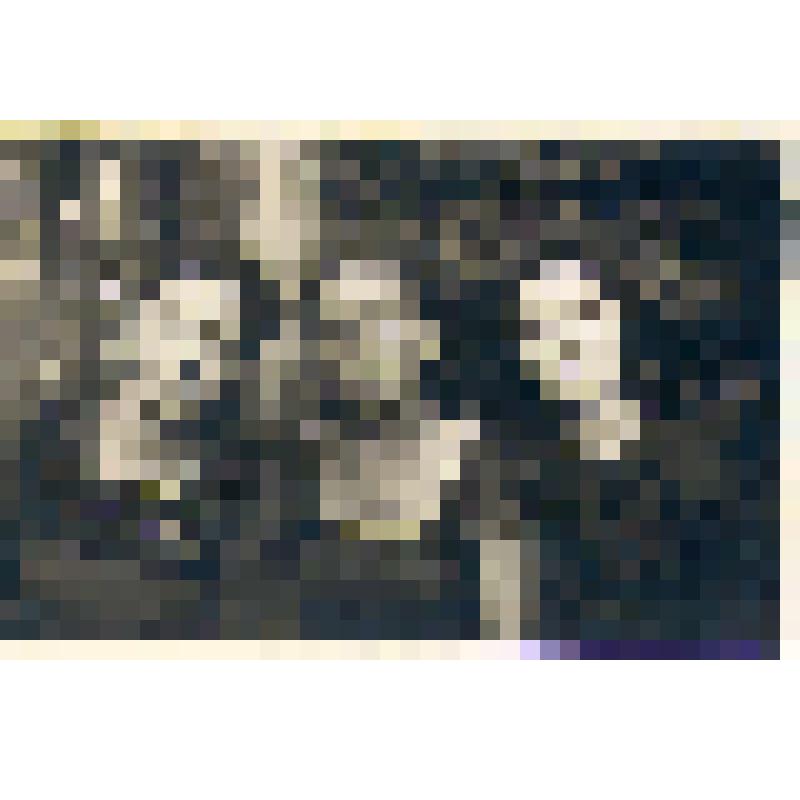 Сестры Говоровы Лидия Александровна и Александра Александровна, Рябус Вера (в центре)