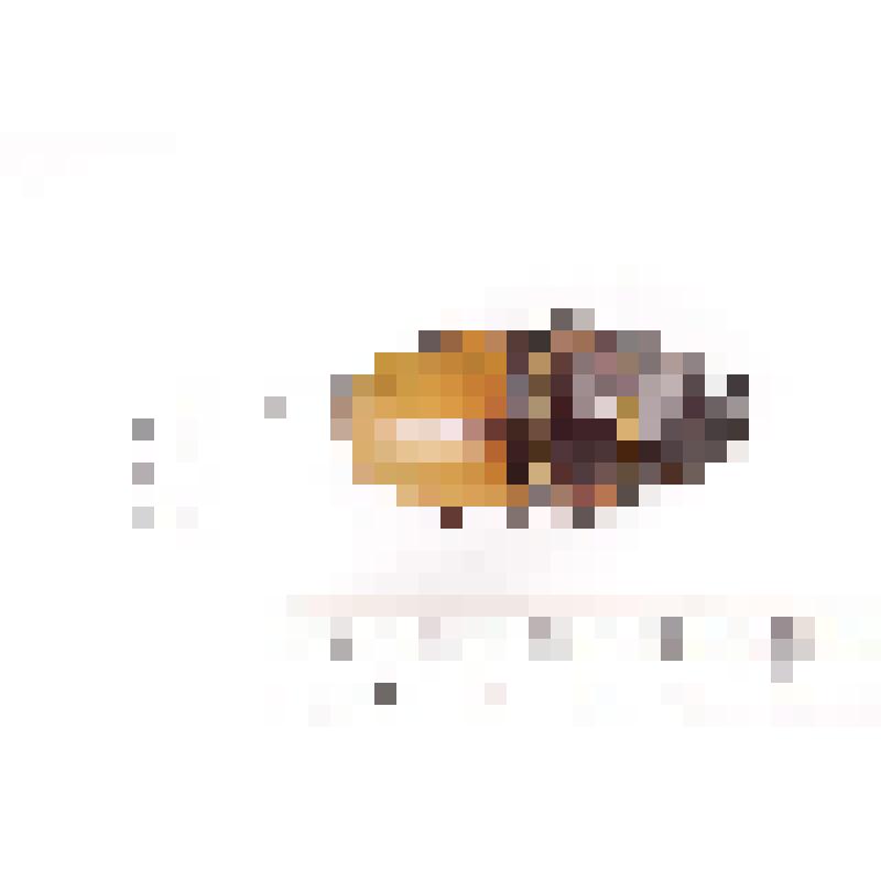 Сухое насекомое. Жук-рогач. Odontolabis stevensi Thomson, 1862. Классификация: Членистоногие Arthropoda, Насекомые Insecta, Жуки Coleoptera, Рогачи Lucanidae