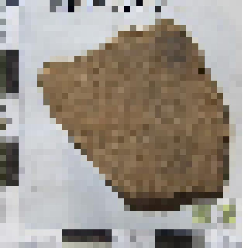 Сосуда фрагмент