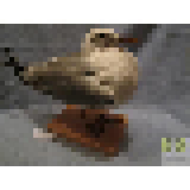 Чайка сизая (Zarus canus) (L)