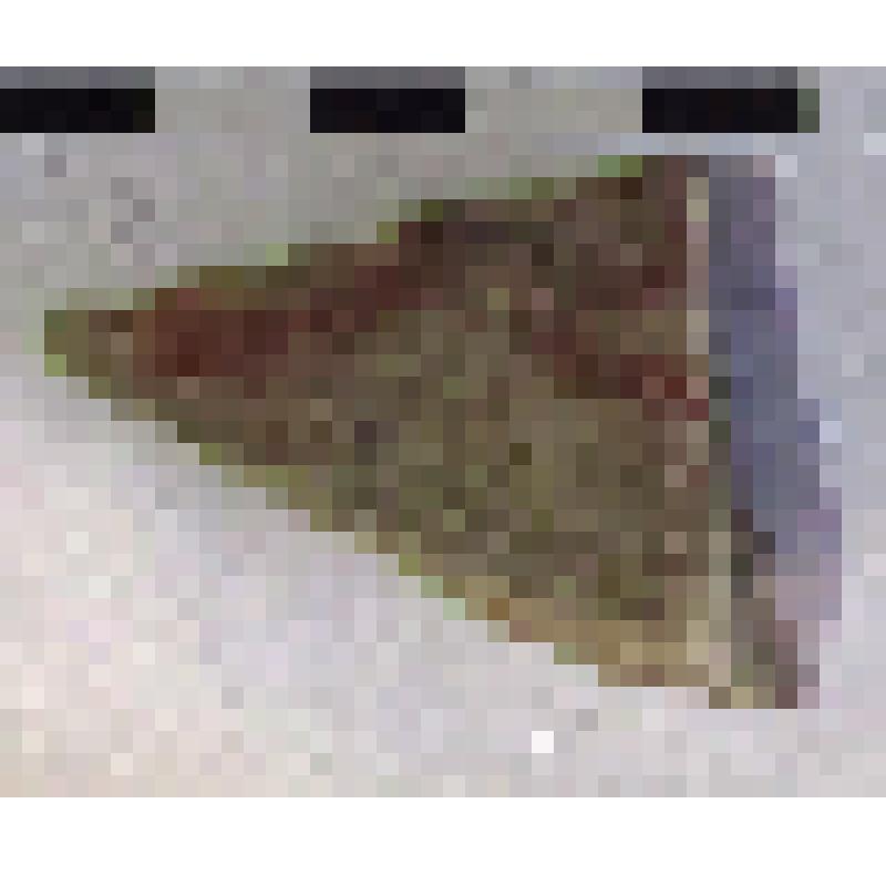 Фрагмент плеча амфоры типа D с дипинто