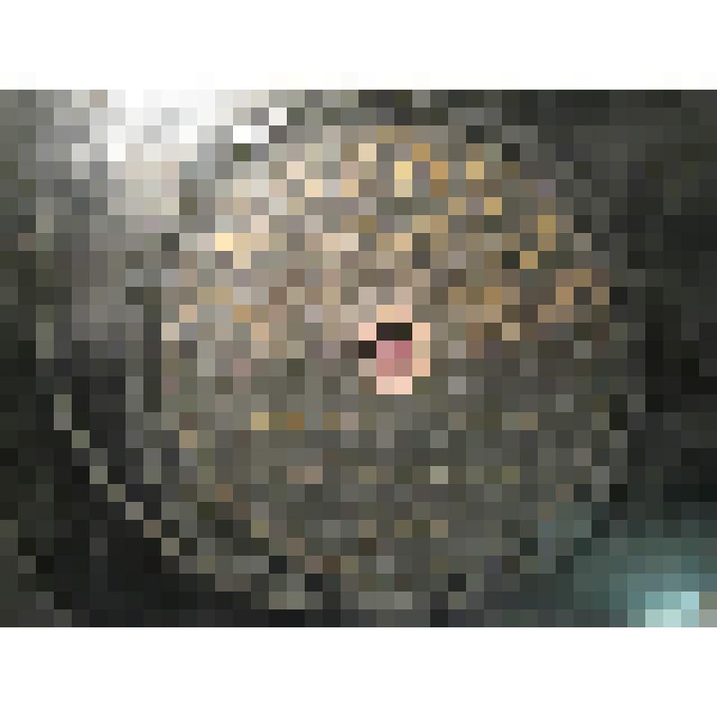 Грампластинка. 1. Куплеты Сарматова С. Ф.  "Советы, которые даёт мамаша дочери". Исполняет Сарматов С. Ф.   2. Куплеты Сарматова С. Ф.  "Если женщина захочет". Исполняет Сарматов С. Ф