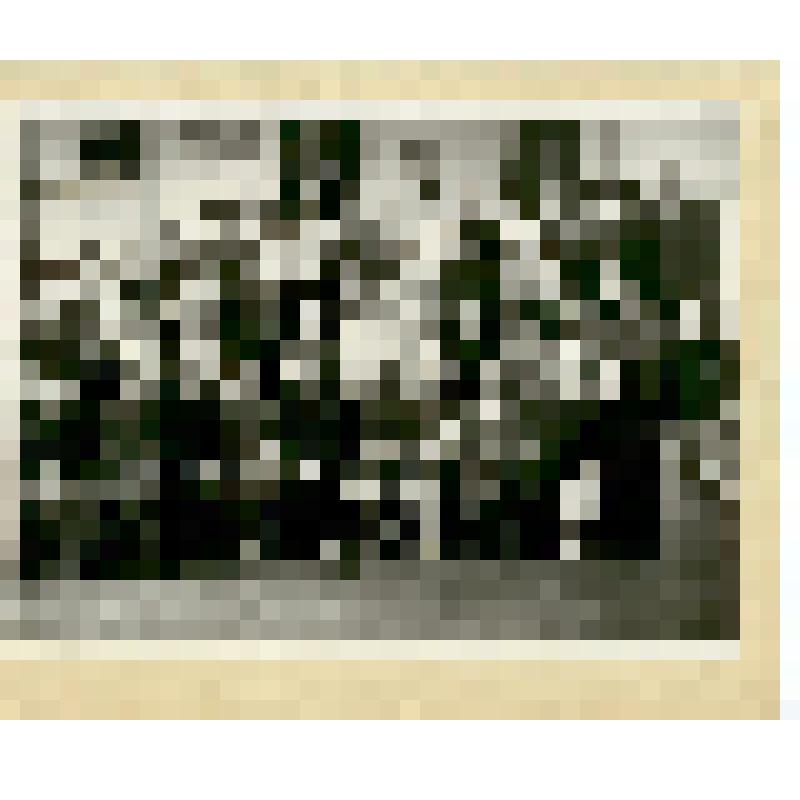 Фотография. Участники симпозиума по анитэкологии, из коллекции материалов Хохлова Сергея Спиридоновича (1910-1974), саратовского ученого-генетика, доктора биологических наук, профессора, зав.кафедрой генетики и дарвинизма СГУ