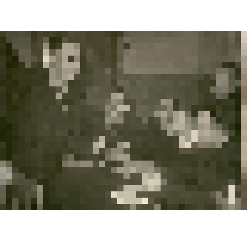 Фотография. Радина Вера Федоровна, бригадир полеводческой бригады колхоза «Большевик», и Буднюк Николай Алексеевич, Герой социалистического труда, председатель колхоза «Большевик», на заседании правления колхоза