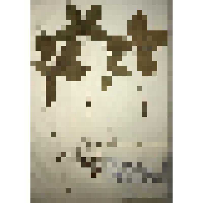 Гербарный материал Вороний глаз четырёхлистный