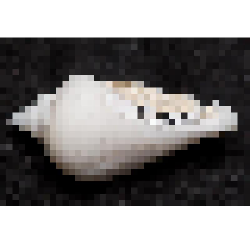 Раковина. Горбатый стромбус. Gibberulus gibberulus gibbosus (Röding, 1798)