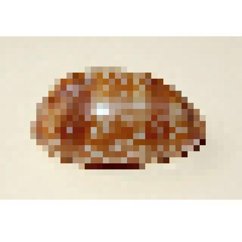 Раковина Ципрея тигровая