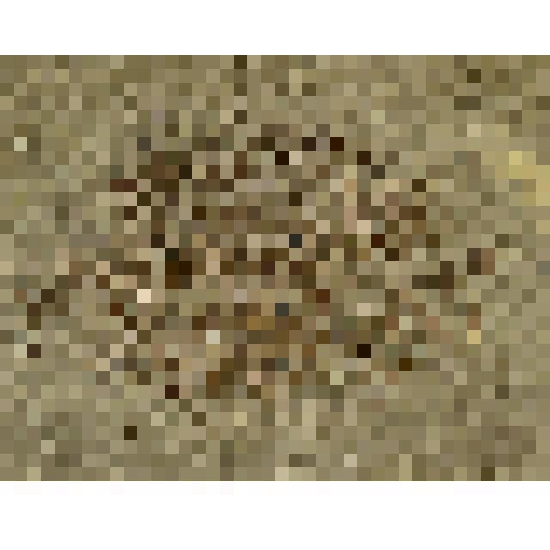 Палеониски (Palaeonisciformes). Отпечаток рыбы
