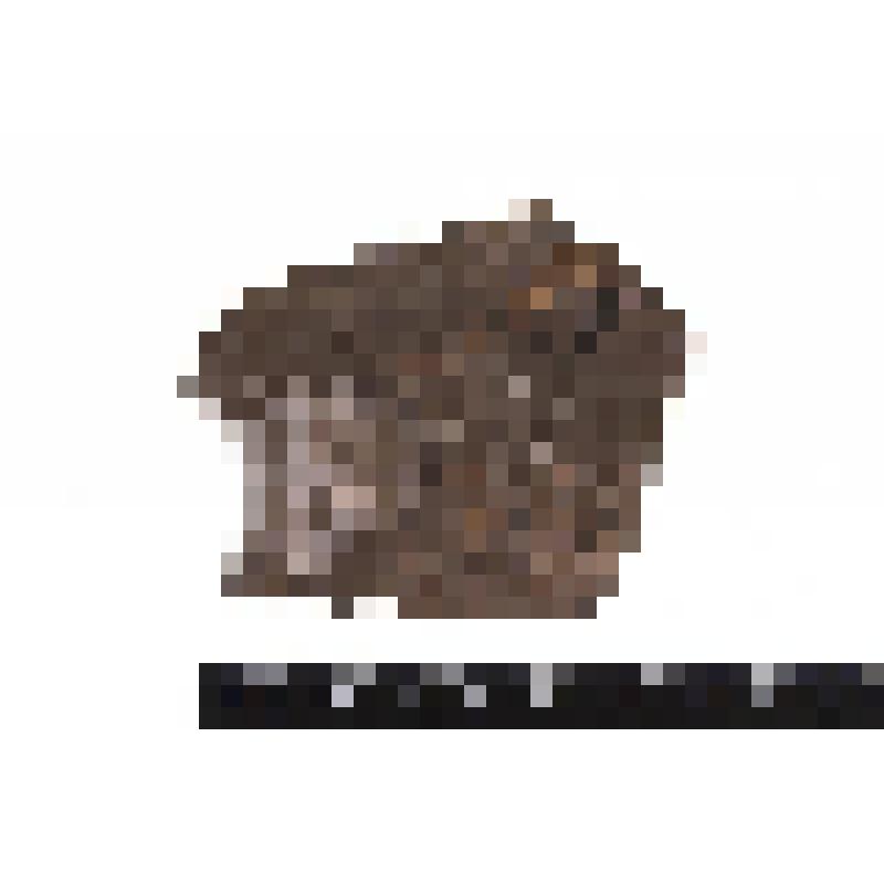 Червь. Annelida. Отпечаток