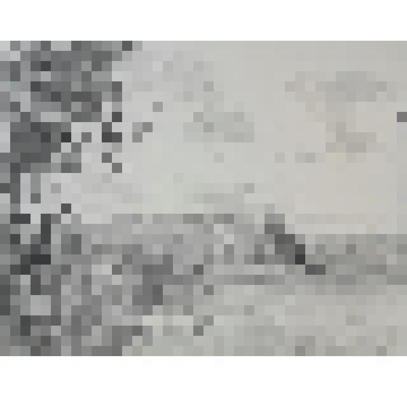 Камыши у берега