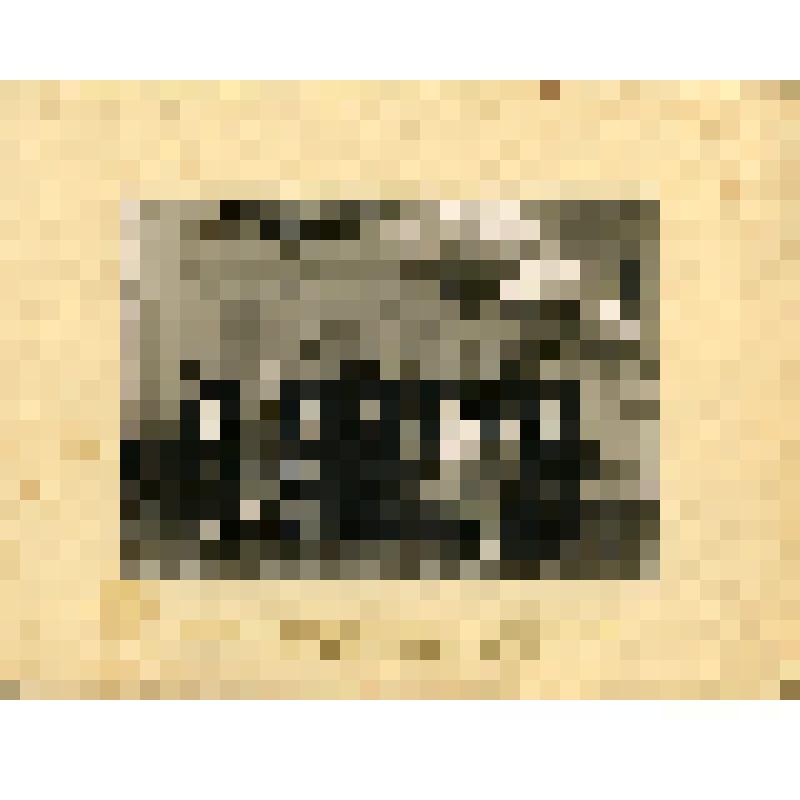 Фотография. Радина Вера Федоровна, бригадир полеводческой бригады колхоза «Большевик», депутат Верховного Созыва РСФСР 5-го созыва, с участниками съезда в Кремле