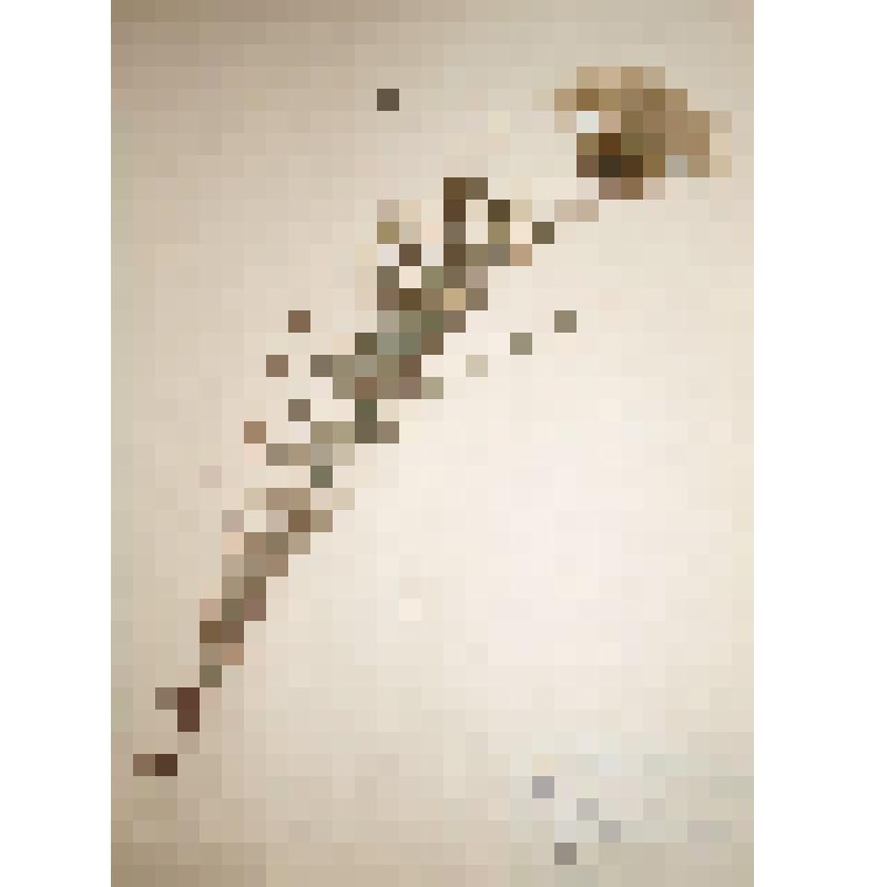 Козлобородник восточный