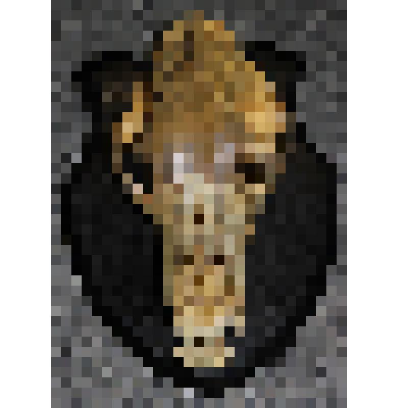 Череп медведя бурого Ursus arctos
