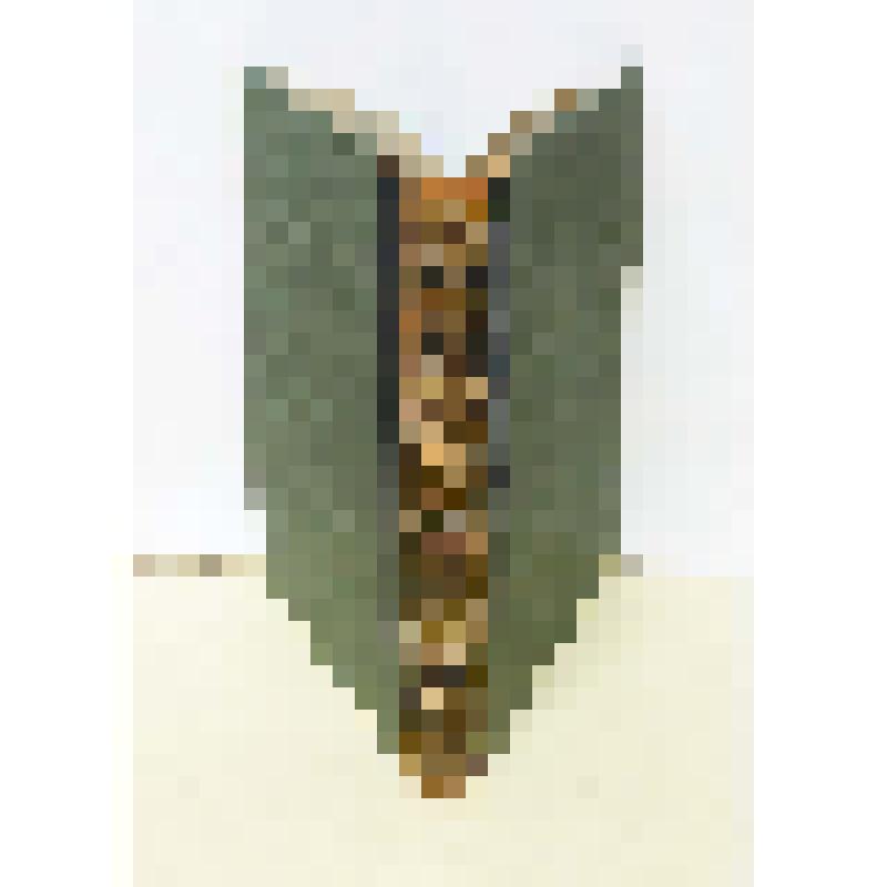 Энциклопедический словарь   Том 37
под редакцией К.К.Арсеньева и проф. Ф.Ф.Петрушевского