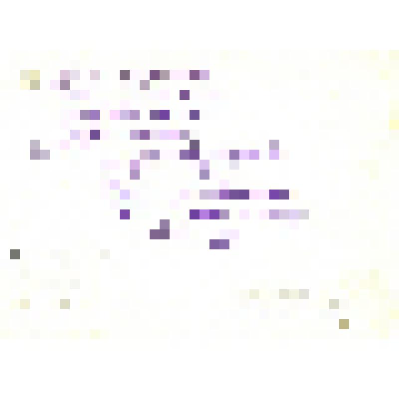 Открытка Флоксы