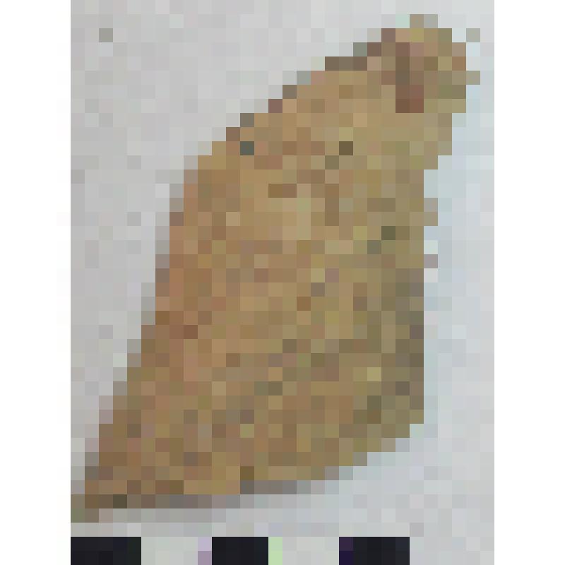 Фрагмент горла амфоры типа D с дипинти