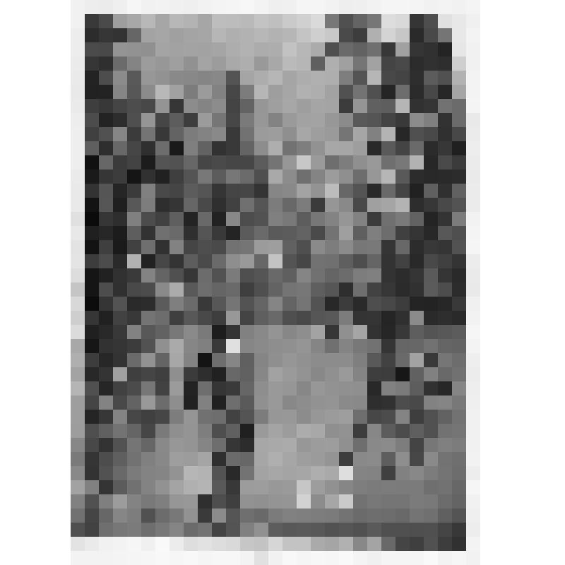 Фотография. Глотов Иван Харлампиевич – председатель колхоза. На фото мужчина средних лет стоит у берега реки по обеим сторонам большие раскидистые деревья