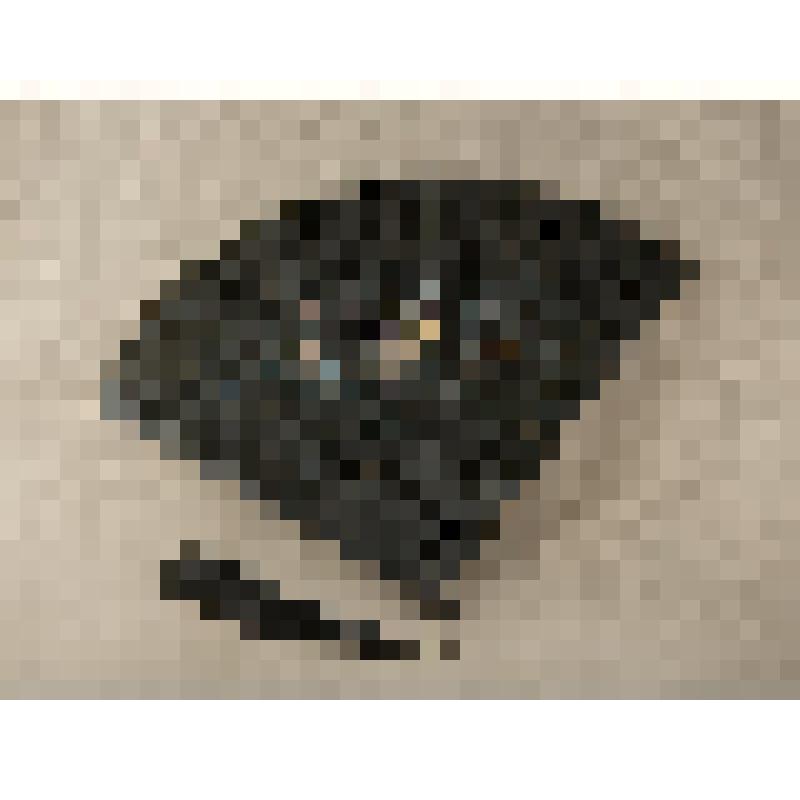 Веер «плие» Собещанской А. А