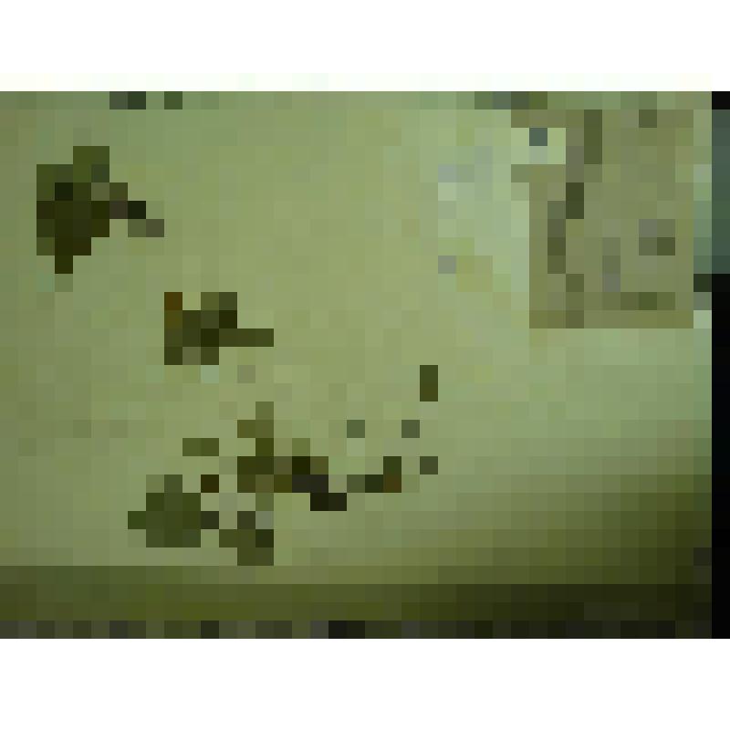 Гербарий. Земляника восточная, гербария М.И.Губельмана